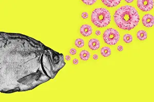 2018 Prints: Concept fish and donuts on a colored background