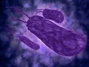Medical Prints: Conceptual image of helicobacter