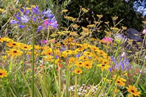 Temperate Season Prints: Coneflower (Rudbeckia sp) in bloom and Agapanthes (Agapanthus sp) in a garden