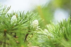 Nahaufnahme Prints: cones of crimean pine tree cones of crimean pine tree in autumn day Copyright: xZoonar