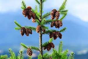 Focus On Foreground Prints: Cones on a small Douglas Fir tree (Pseudotsuga menziesii) near Duncan, British Columbia
