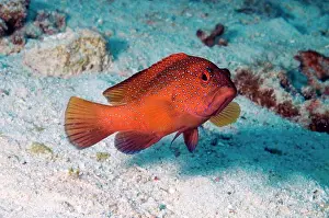 Marine Fish Prints: Coney, red variation. Cephalopholis fulva; also known as Ephinepelus fulva