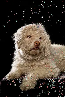 Laying Prints: Confetti falling over dog on black background