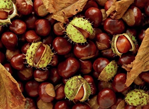 Shell Prints: Conkers, full frame