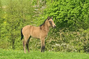 Springtime Prints: Connemara pony foal - standing on a meadow