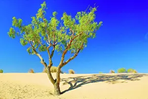 Global Warming Prints: Coolibah (Eucalyptus coolabah)