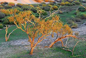 Tree S Prints: Coolibahs (Eucalyptus coolabah)