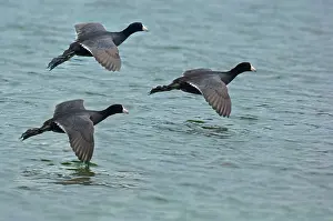 Three Animals Prints: Three Coot Ducks flying in for a landing on a lake in Jasper National Park
