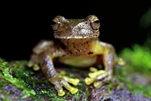 Rainforests Prints: Copan Stream Frog (Ptychohyla hypomykter) adult
