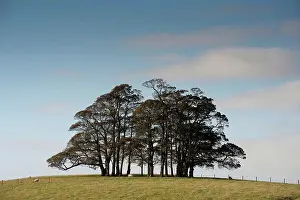 Hills Prints: Copse of trees on hilltop, Wigglesworth, North Yorkshire, England, autumn