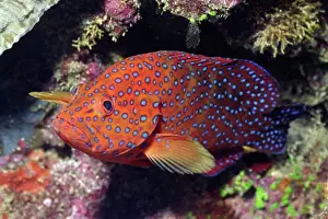 Coral Cod Cephalopholis miniata Solomon Islands