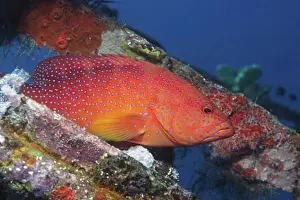 Solomon Prints: Coral Cod hides in shipwreck Cephalopholis miniata Solomon Islands