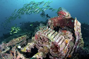 Australasia Prints: Coral encrusted cogs on shipwreck with fish