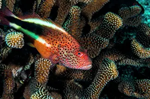 Undersea Prints: Coral grouper, Kona, Hawaii