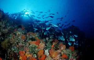 Indian Ocean Prints: Coral reef
