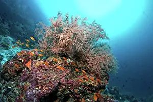 Southern Asia Prints: Coral reef with Black Coral (Antipathes sp)