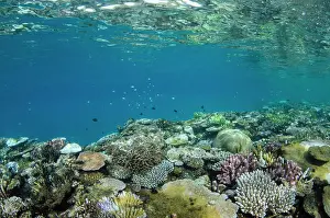 Fiji Prints: Coral Reef Diversity, Fiji