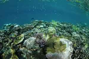 Biodiversity Prints: Coral Reef Diversity, Fiji