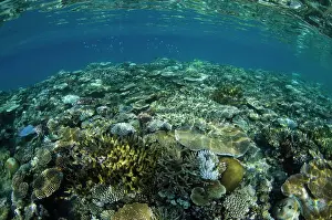 Biodiversity Prints: Coral Reef Diversity, Fiji