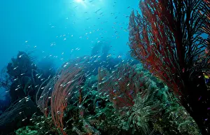 Live Prints: Coral Reef with Gorgonian Fan Gorgonacea