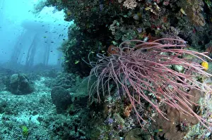 Australasia Prints: Coral reef habitat with jetty stantions in background