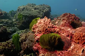 Queensland Prints: Coral reef. Mixed soft corals and hard corals off of North Stradbroke Island