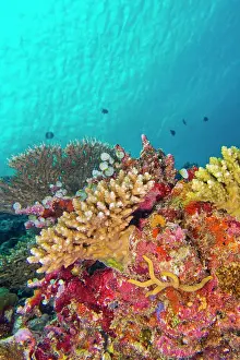 Biodiversity Prints: Coral Reef, Reef Building Coral, South Ari Atoll, Maldives, Indian Ocean, Asia
