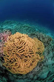 Underwater Prints: Coral reef scene, Ras Mohammed National Park