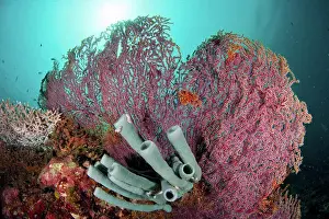 Sponge Prints: Coral reef scene, Sponges and red sea fans, Semporna Straits, Sabah, Malaysia, Borneo