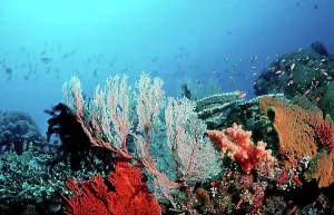 Corals Prints: Coral reef with Sea fans, Komodo, Indo-Pacific, Indonesia, Southeast Asia, Asia