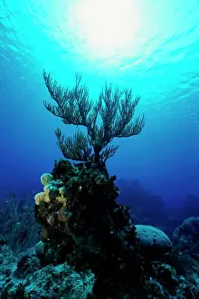 Back Lit Prints: Coral in the sea