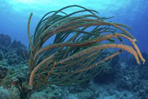 Global Warming Prints: Coral on seabed, Xcalak, Quintana Roo, Mexico, North America