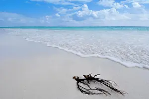 Surf Prints: Coral washed up on Tulum Beach, Quintana Roo, Mexico