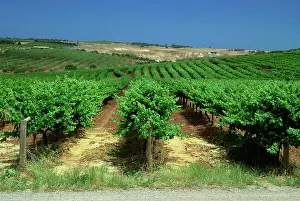 Viticulture Prints: Coriole Winery, McLaren Vale, South Australia, Australia, Pacific