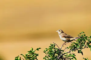 Chordate Prints: Corn Bunting (Emberiza calandra) on a branch, France