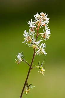 April Prints: Corn Mignonette (Reseda Phyteuma)