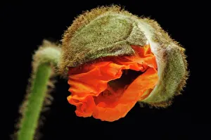 Tender Prints: Corn poppy flower, close-up