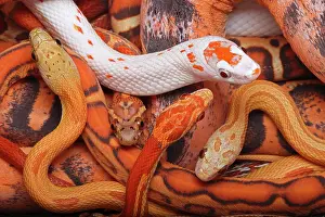 Chordate Prints: Corn snakes (Pantherophis guttatus)