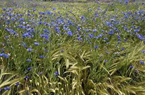 Crops Prints: Cornflower (Centaurea cyanus) flowering