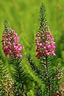 Pink Prints: Cornish Heath (Erica vagans) St. Keverne