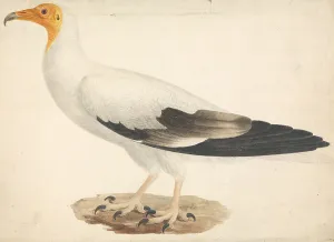 Cream Laid Paper Prints: Corvs Crassirostris Thick-Billed Raven James Bruce