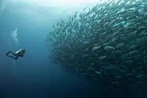 Large Group Prints: Costa Rica, Cocos Island, female diver opposite to a school of snappers