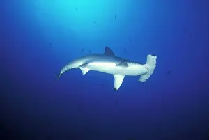 Cocos Island Prints: Costa Rica, Cocos Island. Scalloped Hammerhead Shark (Sphyrna lewini)
