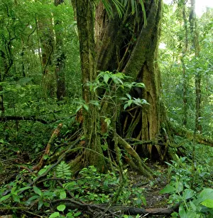 Rainforest Prints: Costa Rica, strangler fig in Monteverde Sanctuary