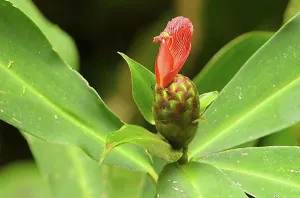 Natural Preserve Prints: Costus or Sprial Ginger (Costus laevis)