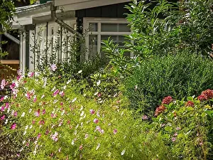 Exterior Photographs Prints: Cosy cottage with lush garden and colourful flowers
