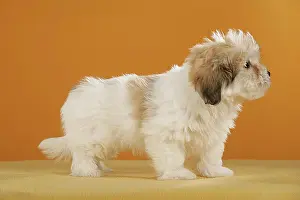 Pups Prints: Coton de Tulear puppy
