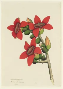 Lower Prints: Cotton Tree Flowers ca. 1800-1805 This vividly colored drawing