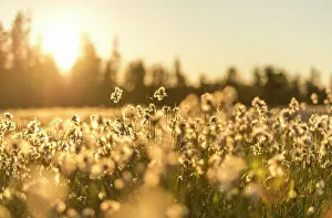 Soft Prints: Cottongrass in a meadow in Glacier Bay National Park at sunset