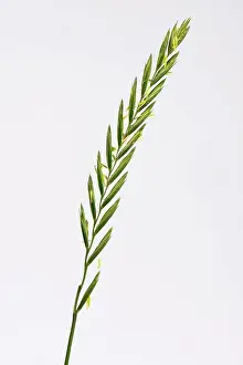 Weed Prints: Couch grass, Elymus repens, flowering spike of important agricultural weed